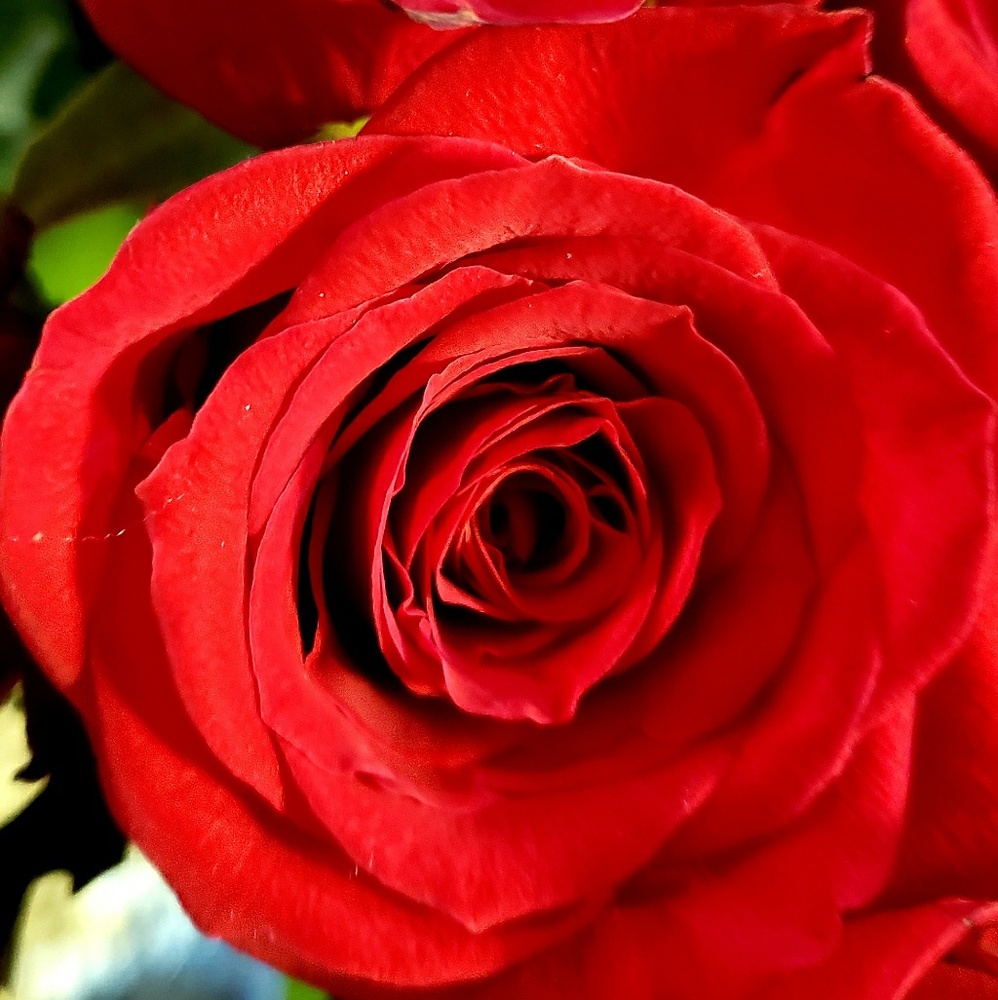 Meet your Posher, Adriana